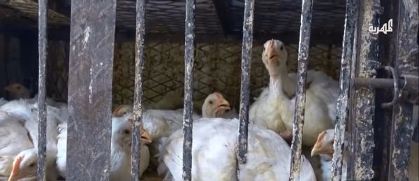 سلطنة عُمان تحظر استيراد الطيور الحيّة ومنتجاتها من 8 دول
