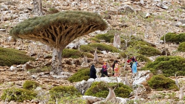 اليوم الدولي لصحة النبات.. "مفتاح" الحفاظ على البيئة والحد من الجوع 