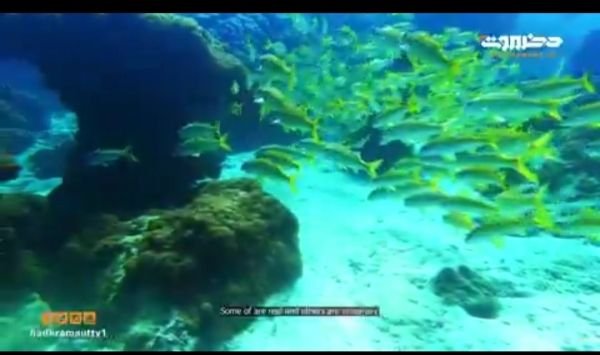 إنتاج فيلم وثائقي عن جزيرة سخى بمحافظة شبوة