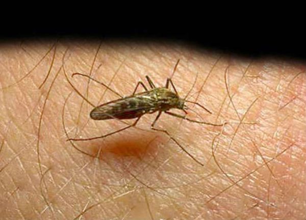 ابتكار طريقة لتشخيص مرض الملاريا عبر الهاتف المحمول - صحيفة الجامعة
