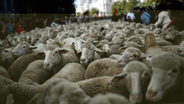 قطعان الأغنام تجول شوارع مدريد - صحيفة الجامعة