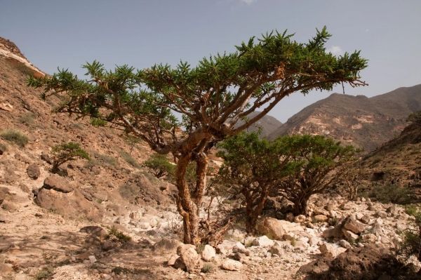 في سلطنة عمان... لا يزال اللبان يتصدر قوائم الهدايا - صحيفة الجامعة