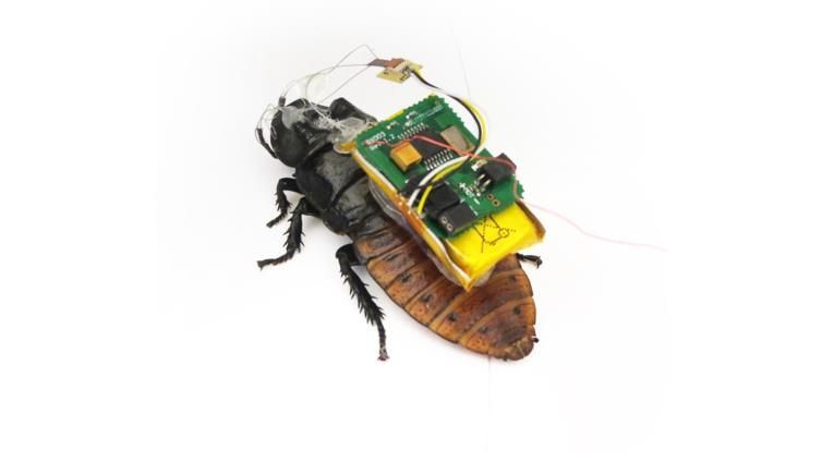 ذبابة استخباراتية.. هكذا تستخدم أجهزة الأمن الحشرات للتجسس عليك! - صحيفة الجامعة