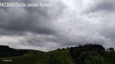 عندما تمطر السماء عناكب - صحيفة الجامعة