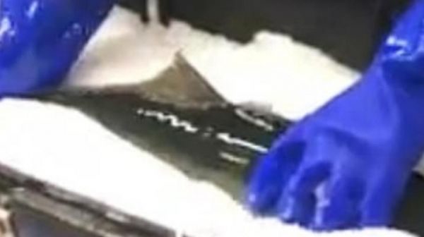 شاهد بالفيديو.. سمكة تعود للحياة بعد تجميدها - صحيفة الجامعة