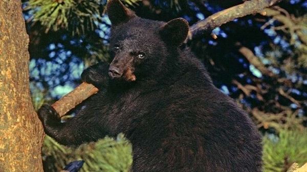 "دب شرس" ينقذ طفلاً تائهاً من الموت المحقق في الغابة - صحيفة الجامعة