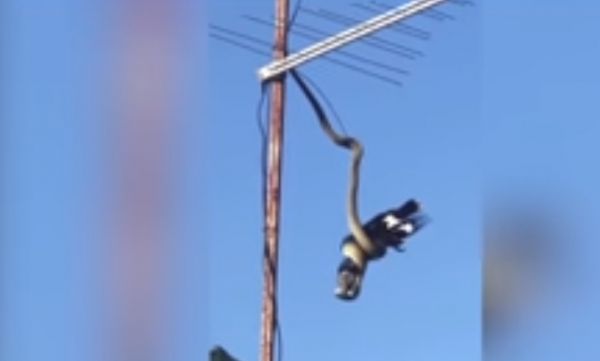 شاهد- ثعبان معلق بالهواء يلتهم طائر بطريقة مرعبة - صحيفة الجامعة