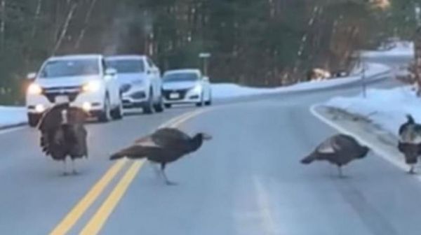 شاهد - ديك يوقف عددا من السيارات لعبور رفقائه - صحيفة الجامعة