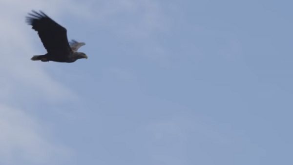 نسر يلتقط ببراعة سمكة في الهواء (فيديو) - صحيفة الجامعة