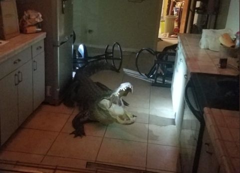 إمرأة تتفاجأ بتمساح طوله 3 أمتار ونصف دخل بيتها عبر النافذة (فيديو) - صحيفة الجامعة