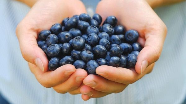 كوب من "التوت" يومياً يحميك من الإصابة بأمراض قاتلة - صحيفة الجامعة