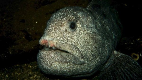 سمكة تطحن علبة معدنية بفكها المفترس رغم نفوقها (فيديو) - صحيفة الجامعة