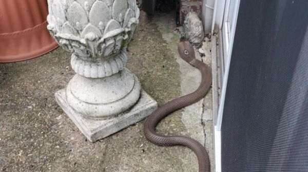 إمرأة مُسنة تحسم "معركة" مع ثعبان سام وتقتله - صحيفة الجامعة