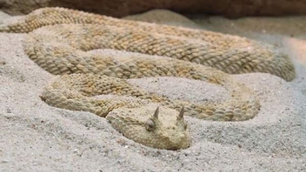 ثعابين قاتلة تغزو "حي مصري" راقي وتثير رعب السكان - صحيفة الجامعة