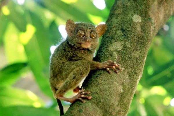 العلماء قالوا إنها انقرضت.. حيوانات نادرة تظهر بين الفينة والأخرى - صحيفة الجامعة