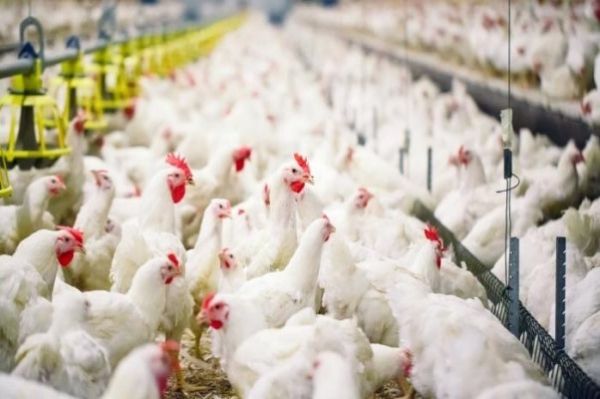 هل يصاب البشر بإنفلونزا الطيور من أكل البيض والدجاج؟ - صحيفة الجامعة